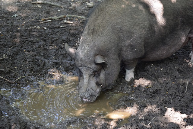展現出濃厚 展現出濃厚